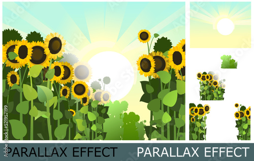 Sunflower grows in field. Harvest agricultural plant. Rural summer field landscape. Food product of sunflower oil production. Image from layers for overlay with parallax effect. Vector.