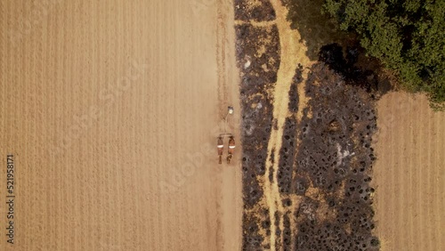 Zenith video of a farmer preparing the soil for the crops using a traditional old method, the Yunta. In Tlaxcala Mexico. photo