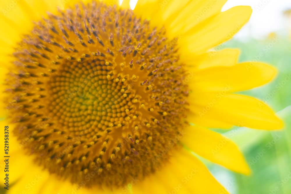 8月の大きなひまわり