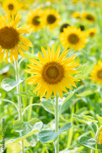 真夏の太陽に向かい元気よく咲く向日葵たち