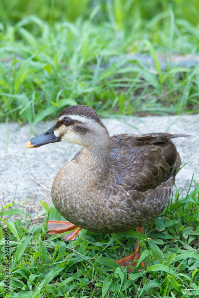 元気よく育った川縁に住むカルガモの幼鳥 元気よく育った川縁に住むカルガモの幼鳥