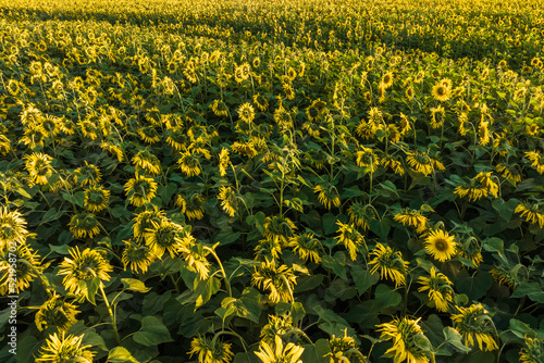 panorama in field of blooming bright yellow sunflowers in sunny day