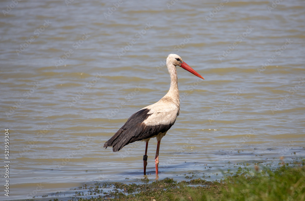 A Ciconia ciconia bird at the shore A Ciconia ciconia bird at the shore