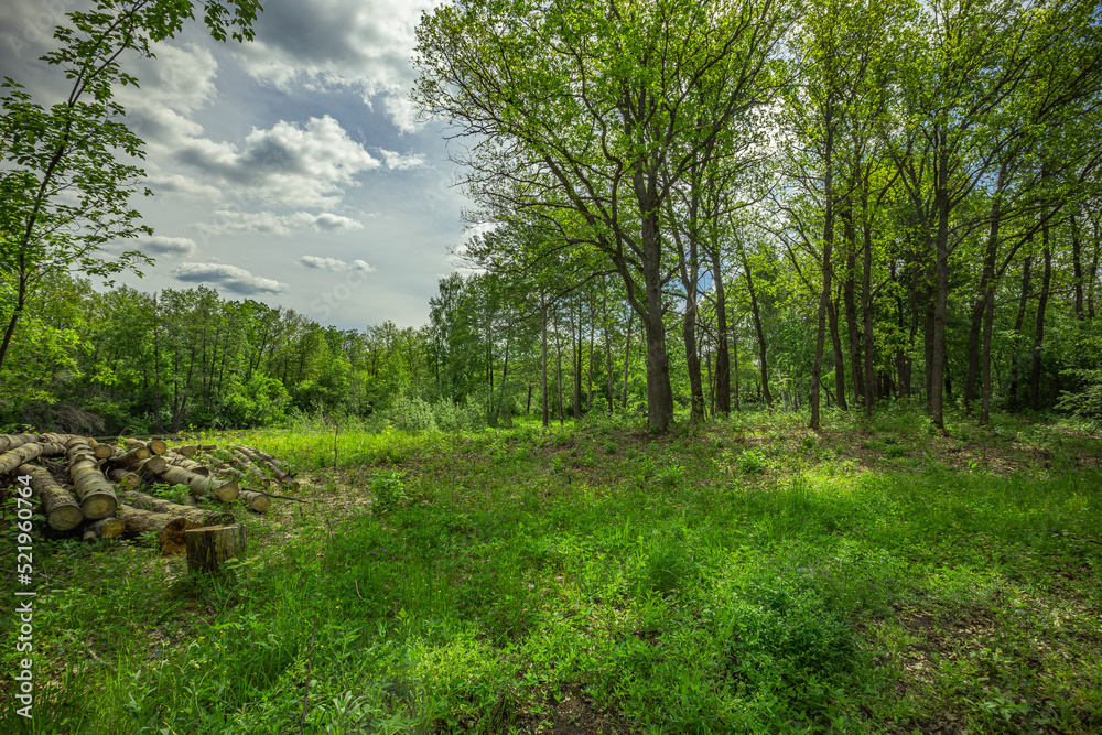 Fototapeta premium summer landscape in rural areas