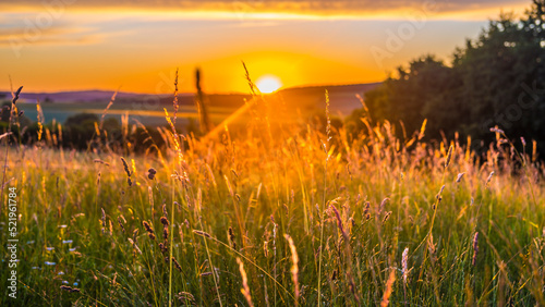 Meadow grass at springtime sunset photo