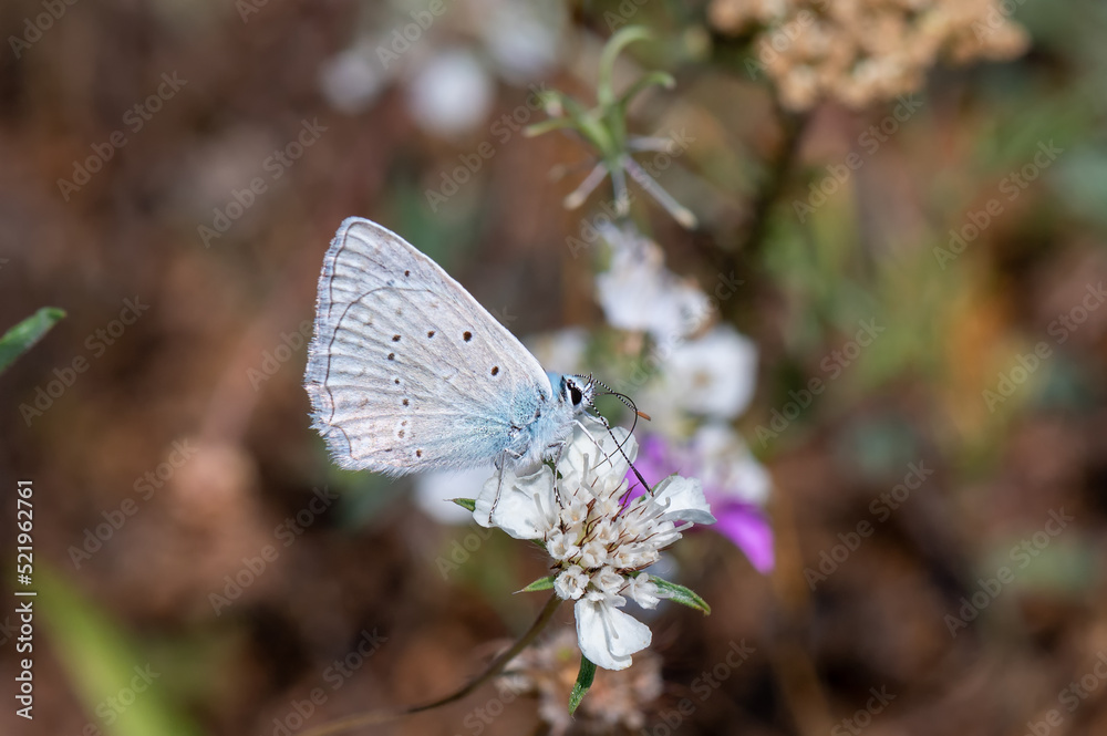 butterfly on a flower butterfly on a flower