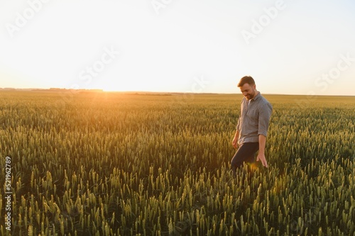 Man walking in wheat during sunset and touching harvest