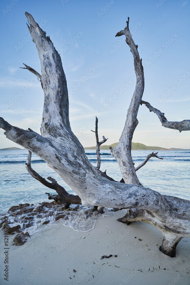 Seychelles, La Digue, Driftwood lying on sandy beach Seychelles, La Digue, Driftwood lying on sandy beach
