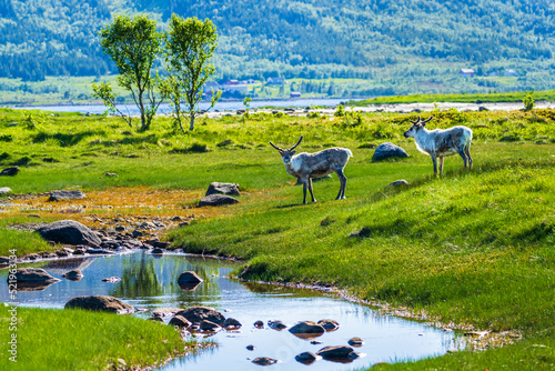 Norway, Nordland, Two reindeers (Rangifer tarandus) standing in front of small pond on Langoya island photo