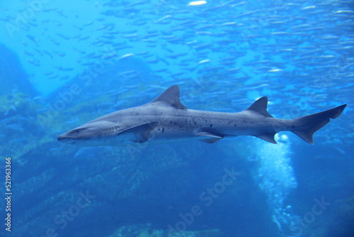 泳いでいるサメの全身 © misumaru51shingo