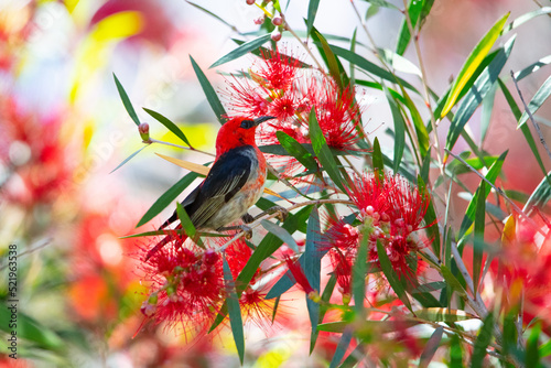 Photography Colourful bird in red-flowered background