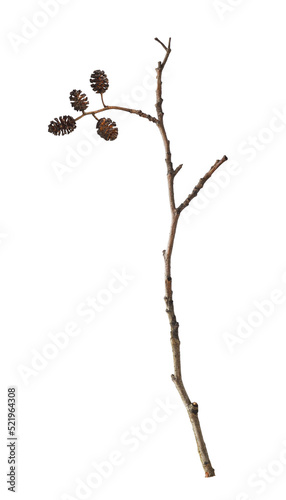 Dry twig og alnus glutinosa...