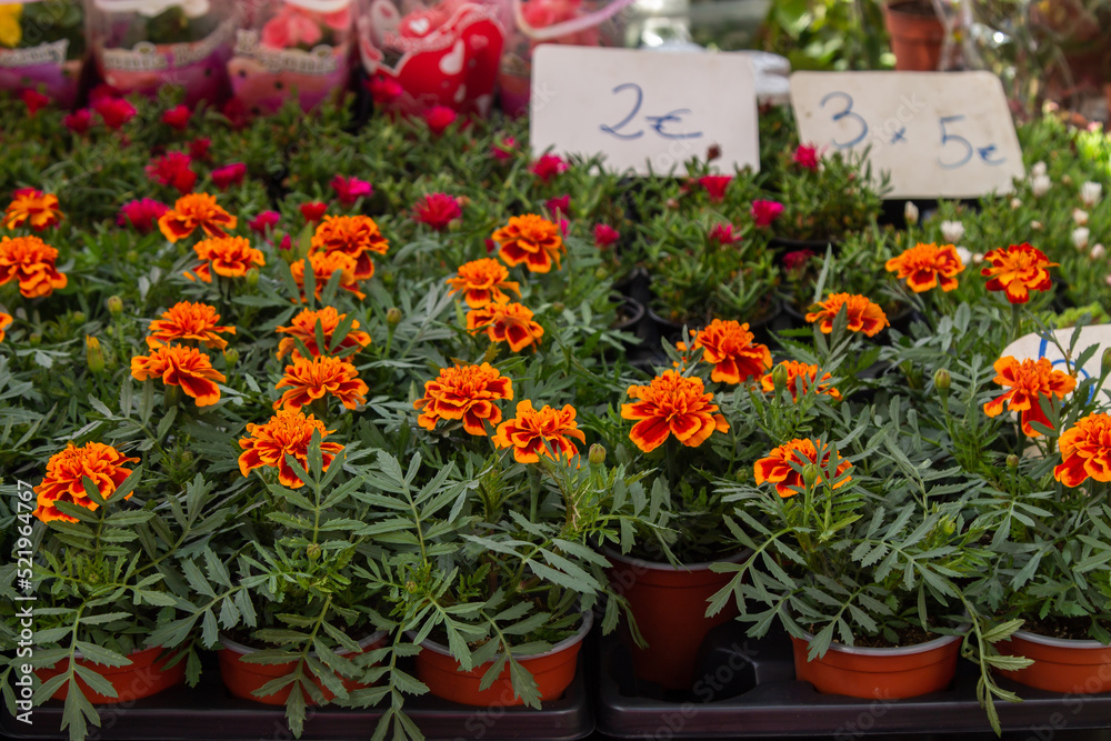 flowers of different kinds and colors to sell in the store or market