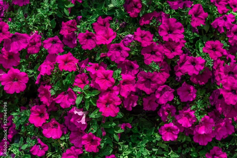 City flower fence with magenta flower with green plant