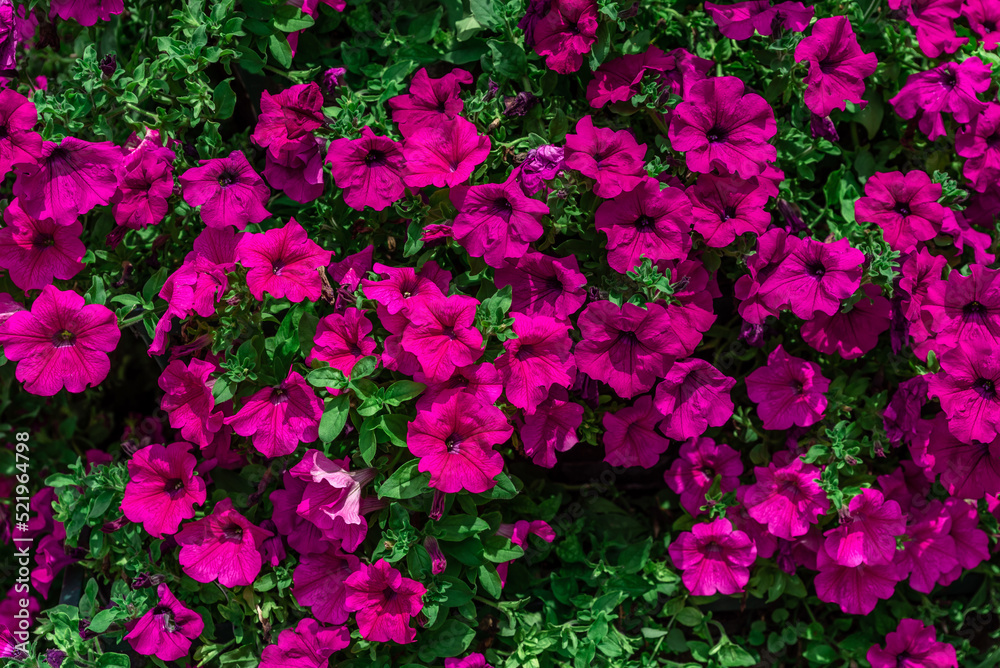 City flower fence with magenta flower with green plant City flower fence with magenta flower with green plant