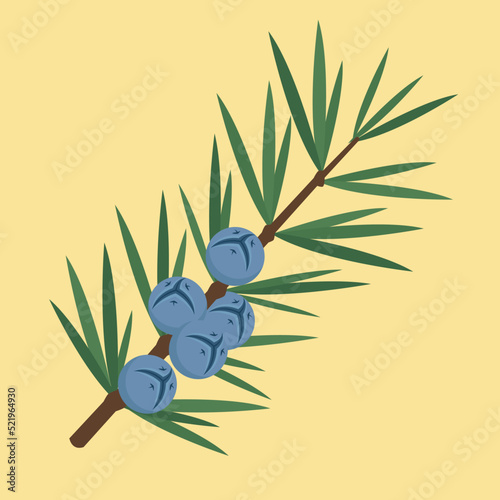 Juniper branch with blue berries