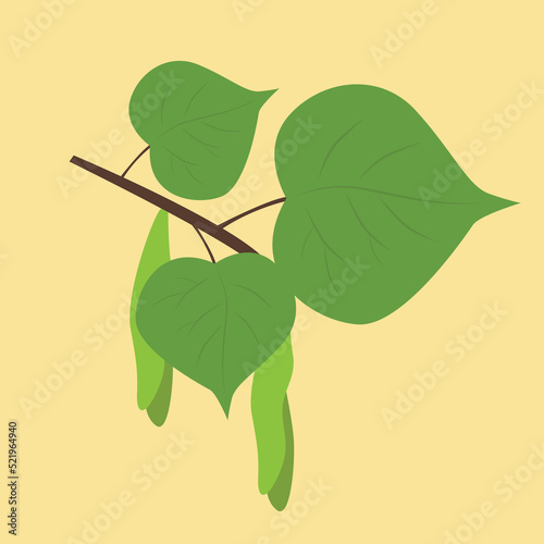 Poplar leaves and inflorescence, illustration
