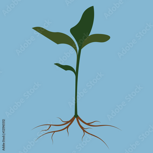 plant with root on blue background