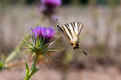 Papilionidae / Erik Kırlangıçkuyruğu / Scarce Swallowtail / Iphiclides podalirius