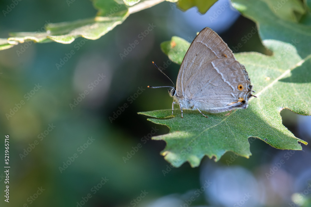 Obraz premium Lycaenidae / Mor Meşe / Purple Hairstreak / Quercusia quercus