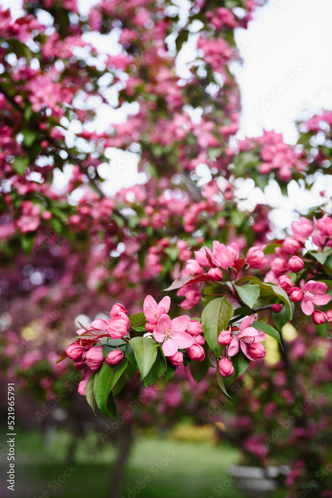 Pink apple blossoms blooming on tree in garden Pink apple blossoms blooming on tree in garden