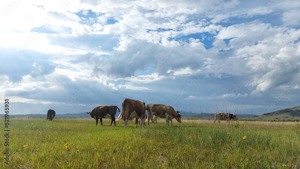 Obraz premium Herd of cows grazing on summer meadow