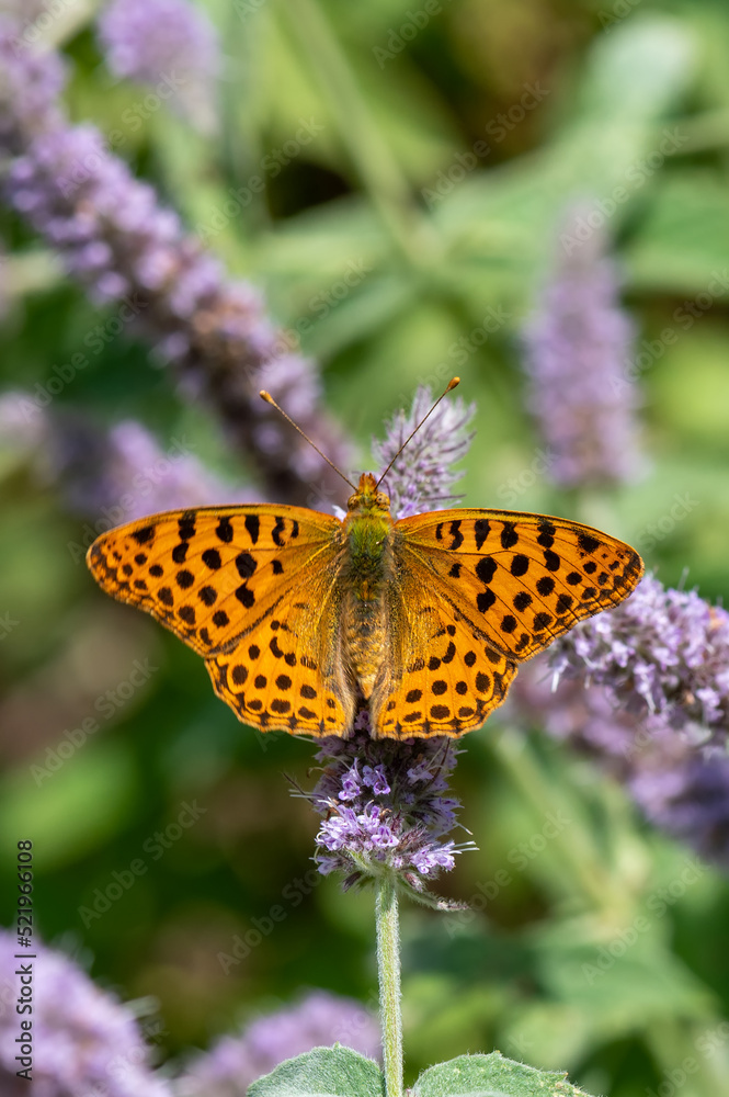 Nymphalidae / İspanyol Kraliçesi / Queen of Spain fritillary / Issoria lathonia Nymphalidae / İspanyol Kraliçesi / Queen of Spain fritillary / Issoria lathonia