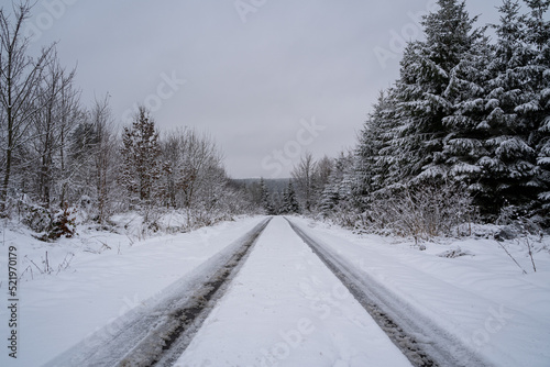 Winter landscape with snowy trees and a snowy road with lanes 