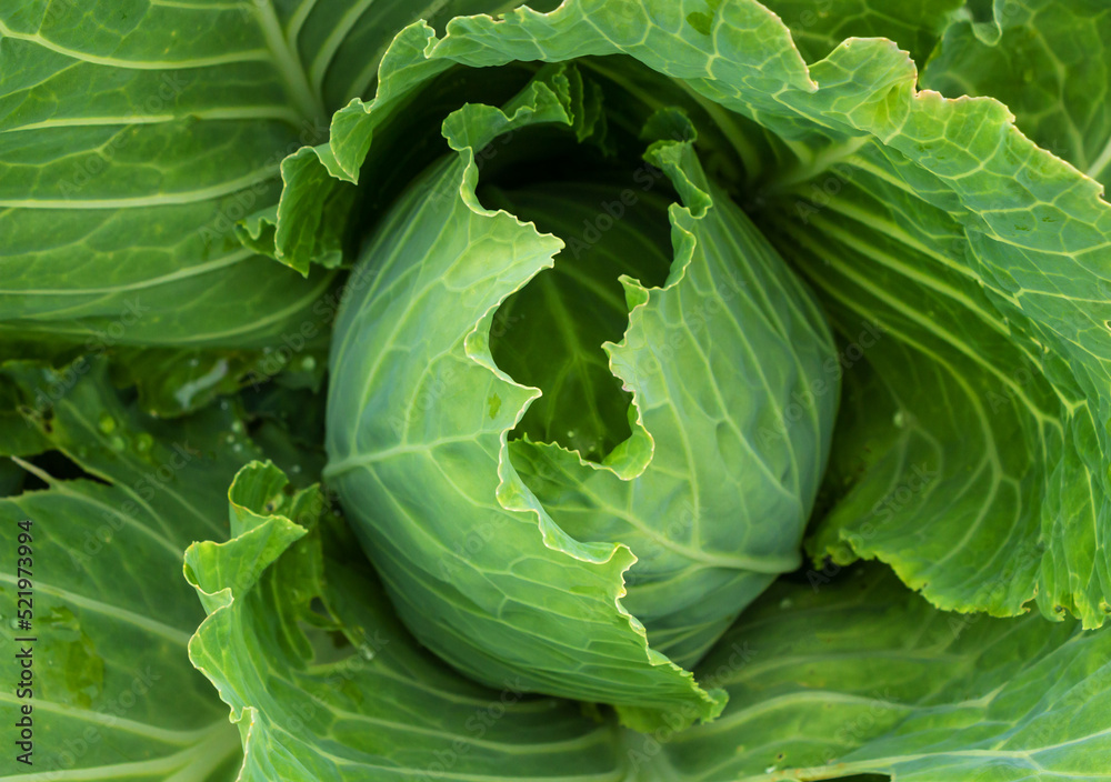 Obraz premium Juicy fresh white cabbage after rain in the vegetable garden