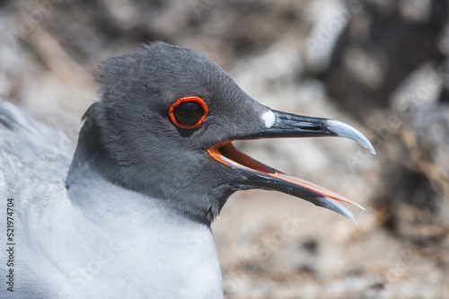 Swallow-tailed gull (Larus furcatus), South Plaza Island, Galapagos, Ecuador photo