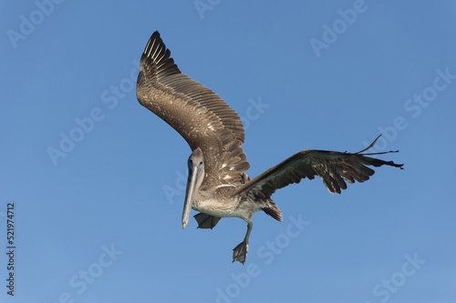 Galapagos Brown Pelican (Pelecanus occidentalis urinator) in flight, Black Turtle Bay, Santa Cruz Island, Galapagos, Ecuador