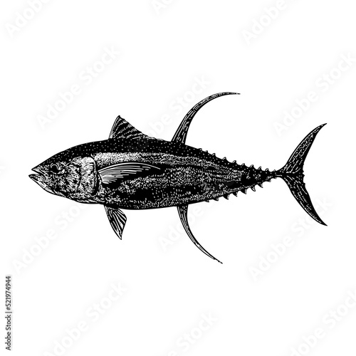 Yellowfin Tuna hand drawing vector illustration isolated on background
