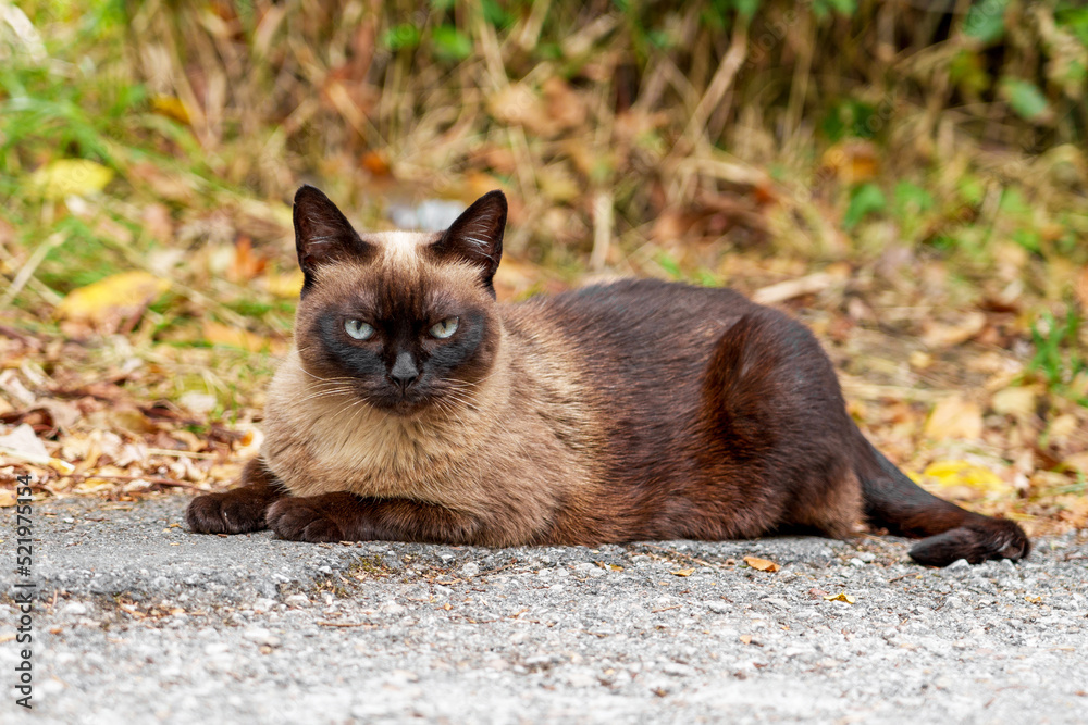 Beautiful siamese stray cat on an asphalt countryside road. Sad siam feral animal