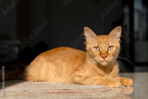 The ginger kitten lies on the carpet and looks straight ahead on a dark background. 