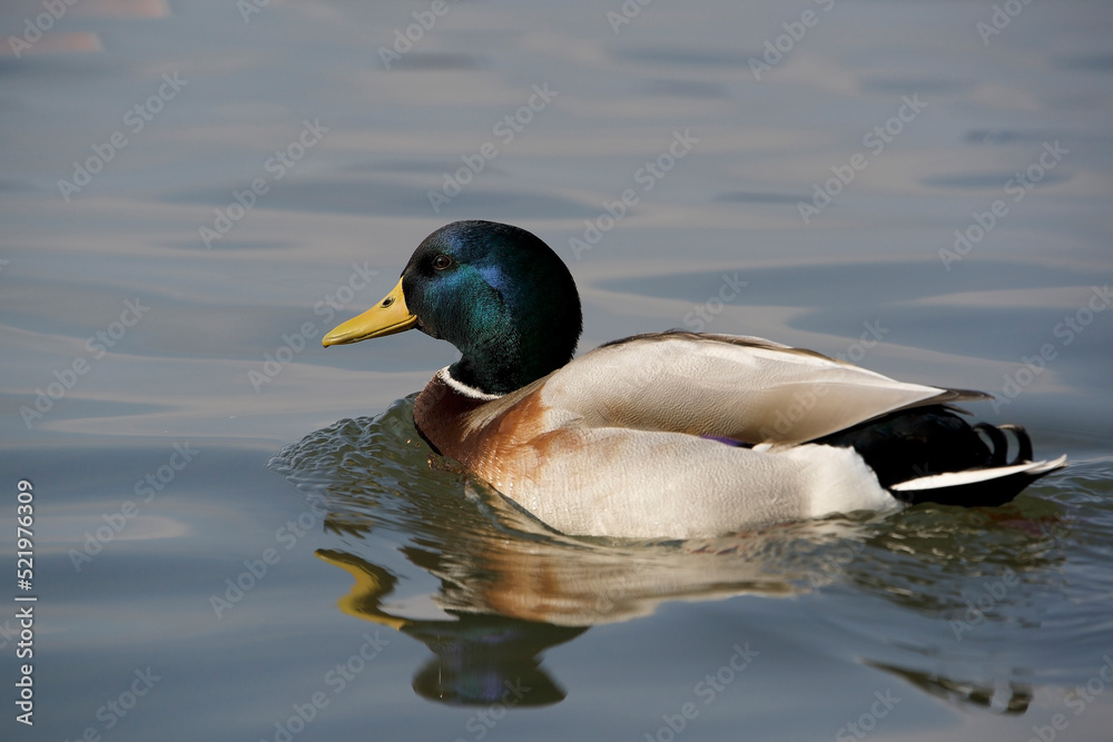 Male Mallard (Anas platyrhynchos) swimming in lake Male Mallard (Anas platyrhynchos) swimming in lake