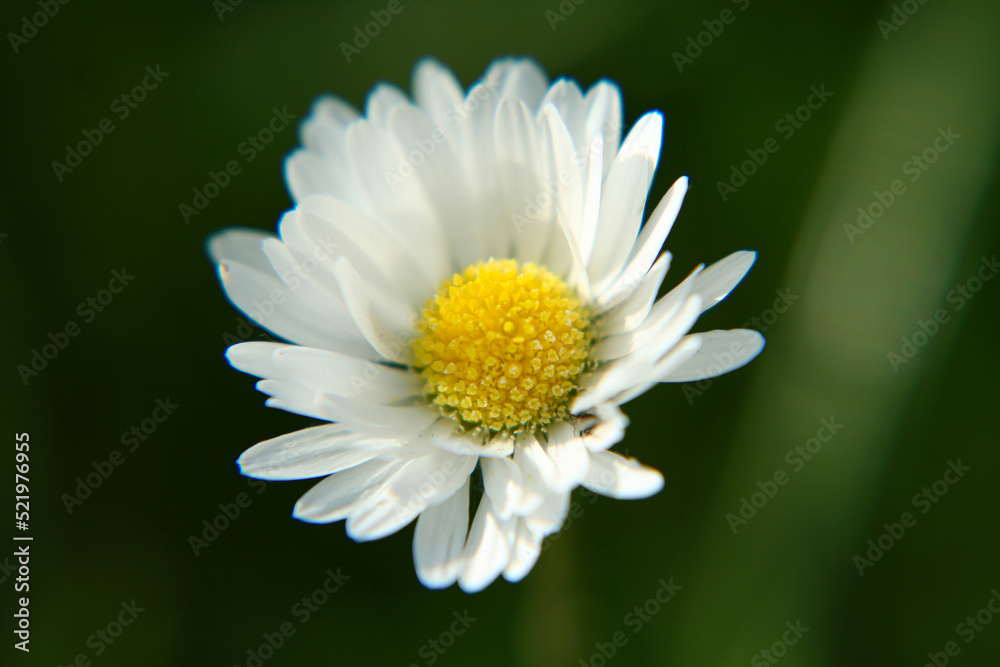 Beautiful Daisy flower blooming in the park Beautiful Daisy flower blooming in the park