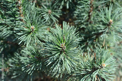 Dwarf mountain pine Mops