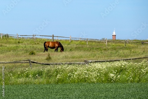 Jarosławiec, wypasający się koń przy latarni