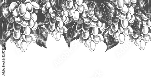 Many hand drawn shaded grape bunches and dense fresh foliage on white background. Vintage banner layout. Decorative element for juice, wine packaging design. Realistic drawing. Vineyard and winemaking