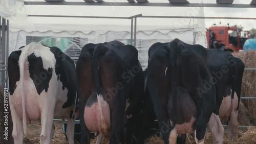 Rear view of four milked cows standing in a row on farm cowshed and eating hay. Domestic animal in agriculture and farming countryside industry