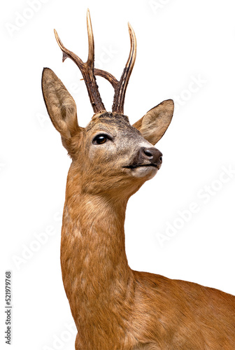 Roe Deer buck isolated on white.