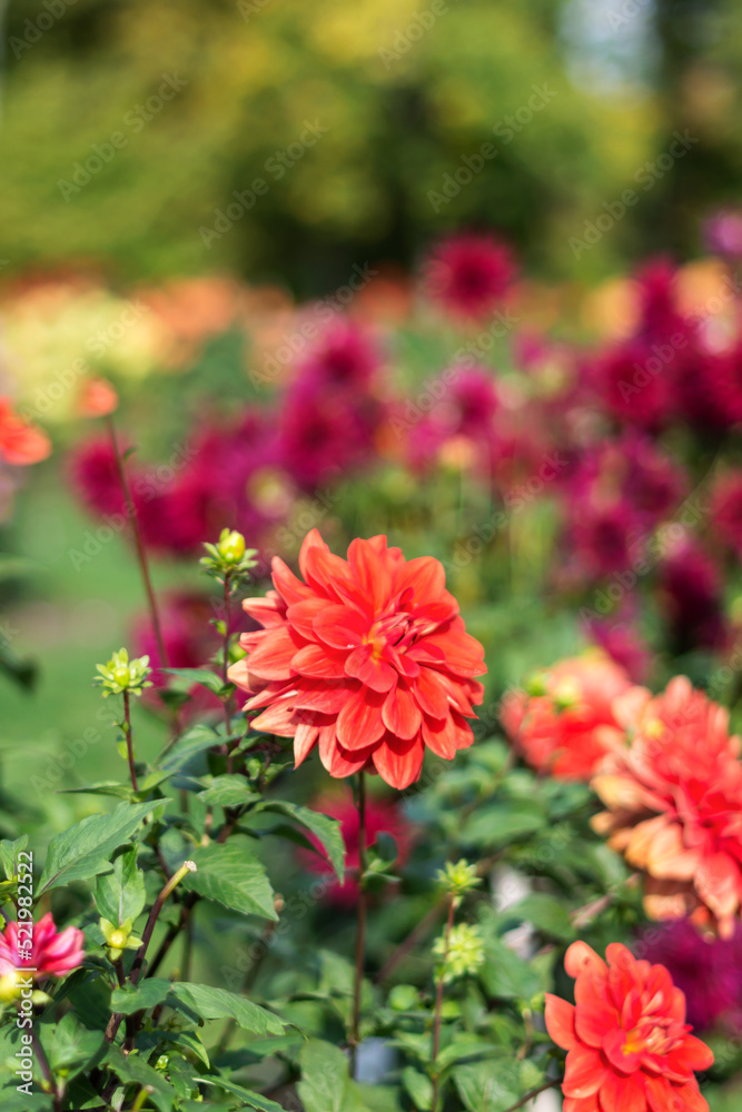 Red  vivid  dahlia flowers growing outdoors in sunny day in autumn time in botanical park, floriculture concept 