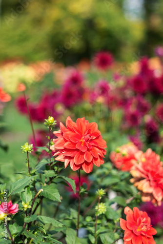 Red  vivid  dahlia flowers growing outdoors in sunny day in autumn time in botanical park  floriculture concept 