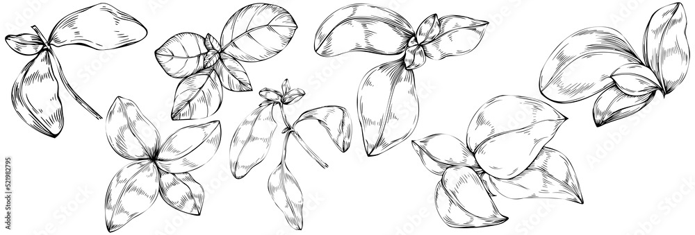 Fototapeta premium Basil vector isolated. Herbal engraved style illustration. Detailed organic product sketch. The best for design logo, menu, label, icon, stamp.