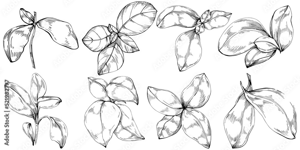 Basil vector isolated. Herbal engraved style illustration. Detailed organic product sketch. The best for design logo, menu, label, icon, stamp. Basil vector isolated. Herbal engraved style illustration. Detailed organic product sketch. The best for design logo, menu, label, icon, stamp.