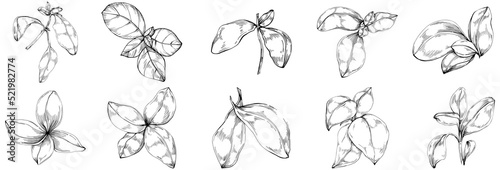 Basil vector isolated. Herbal engraved style illustration. Detailed organic product sketch. The best for design logo, menu, label, icon, stamp.