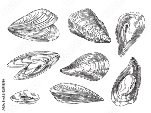 Mussels set in hand drawn sketch style, vector illustration isolated on white background.