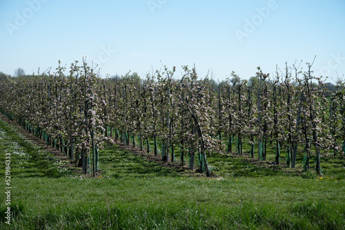 Spring blossom of apple tree, fruit orchards in Betuwe, Netherlands