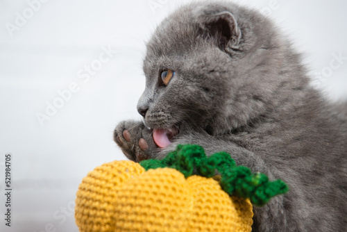 The cat licks its paw leaning on a knitted pumpkin