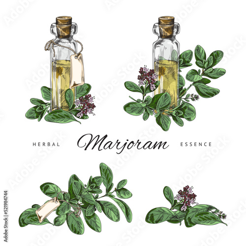 Marjoram or oregano herb and aroma oil set vector illustration isolated.